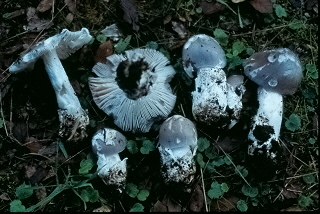 Amanita strana